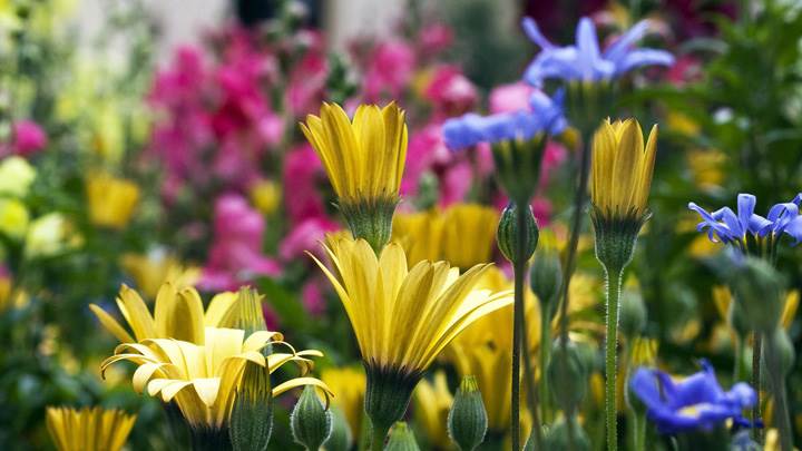 Vail Flowers In Colorado